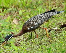 Sunbittern