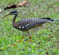 Sunbittern