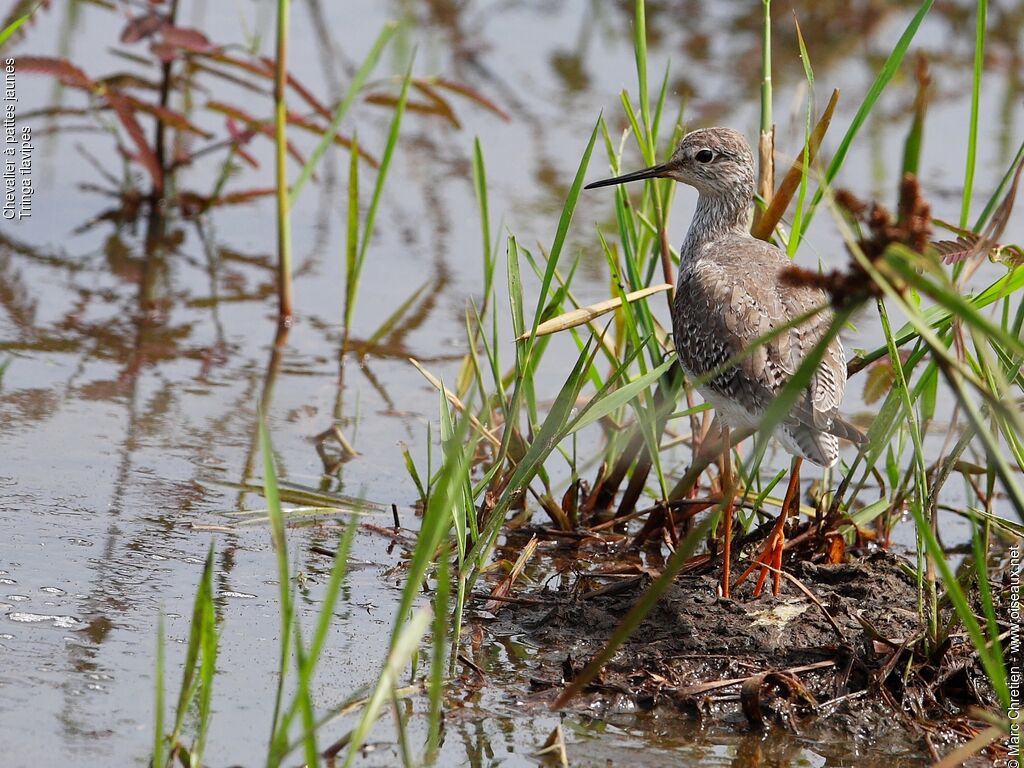 Lesser Yellowlegs