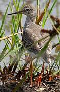 Lesser Yellowlegs