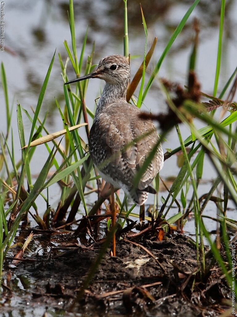 Lesser Yellowlegs