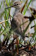 Lesser Yellowlegs