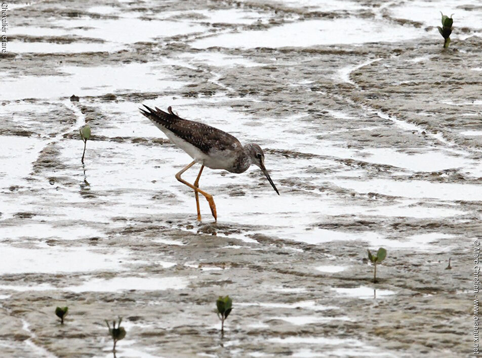 Greater Yellowlegs