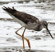 Greater Yellowlegs