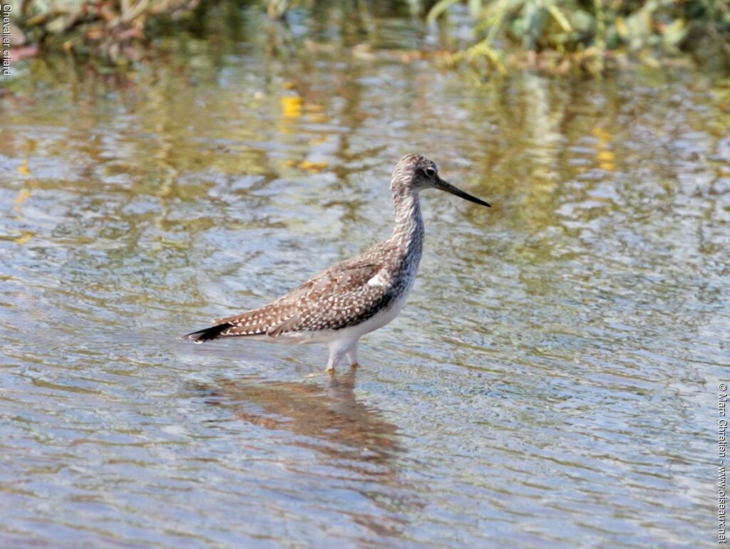 Greater Yellowlegs