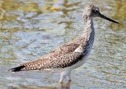 Greater Yellowlegs