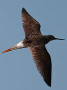 Greater Yellowlegs