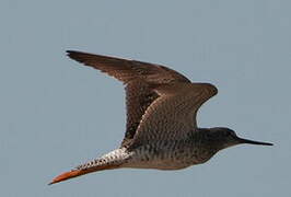 Greater Yellowlegs