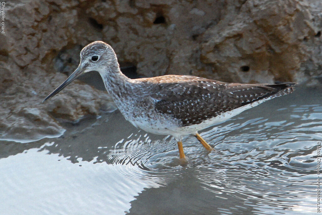 Greater Yellowlegs