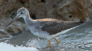 Greater Yellowlegs