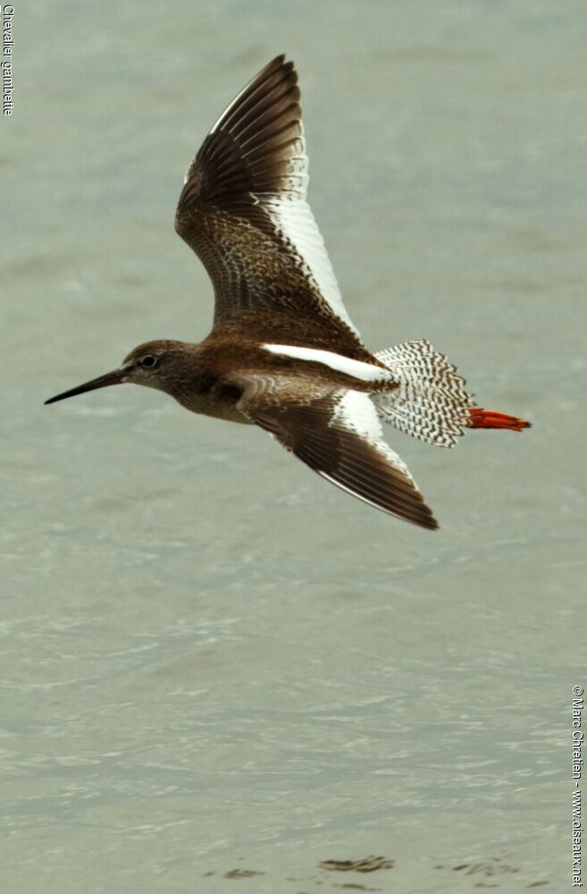 Common Redshank