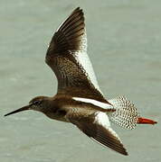 Common Redshank