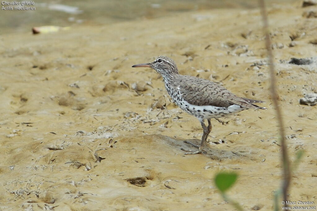 Spotted Sandpiper