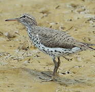 Spotted Sandpiper