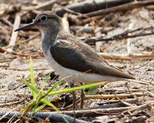 Common Sandpiper