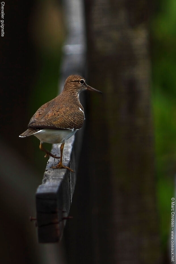 Common Sandpiper