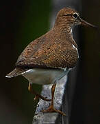 Common Sandpiper