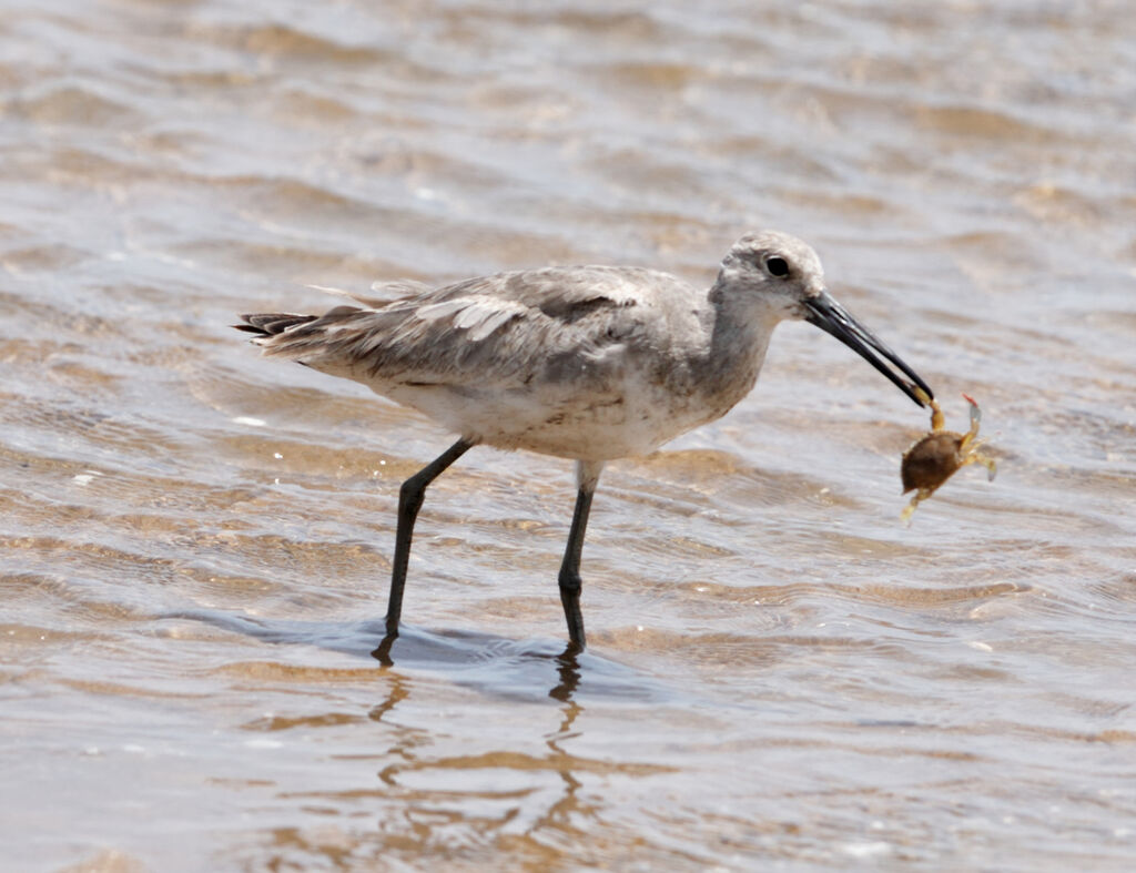 Willet