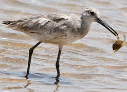 Willet