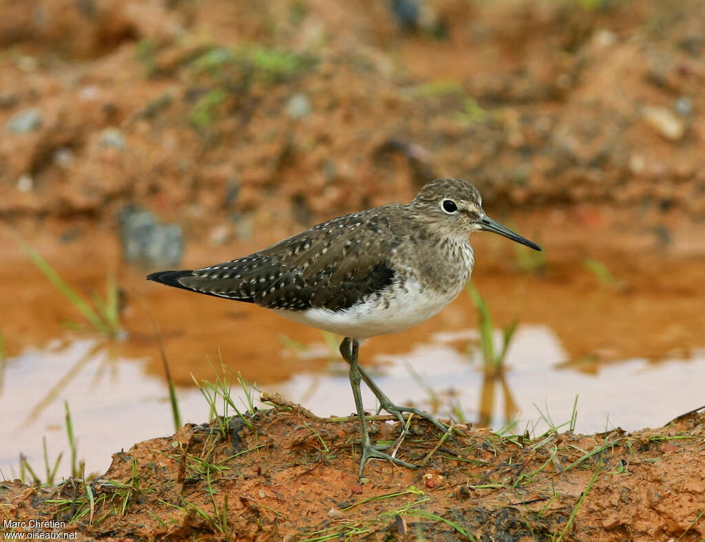 Solitary Sandpiperadult post breeding, identification