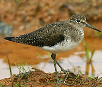 Solitary Sandpiper