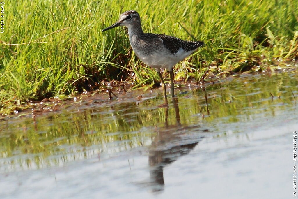 Wood Sandpiper