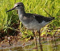 Wood Sandpiper