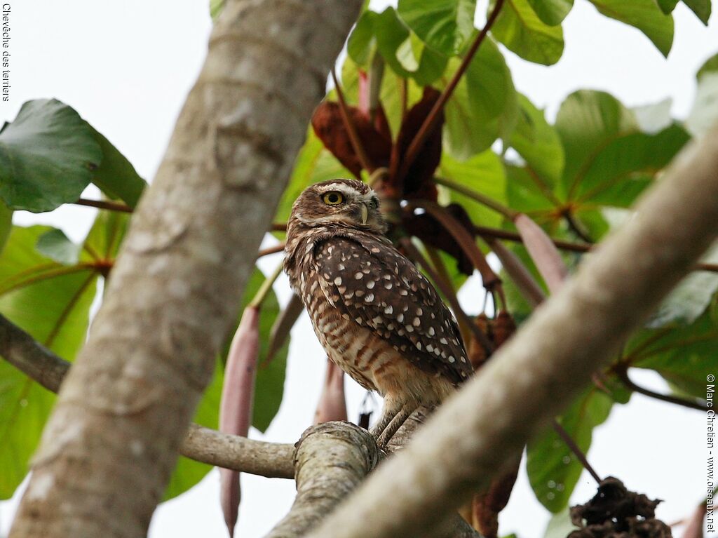 Burrowing Owl