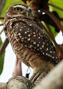 Burrowing Owl