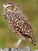 Burrowing Owl