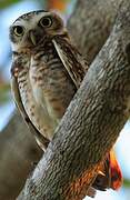 Burrowing Owl