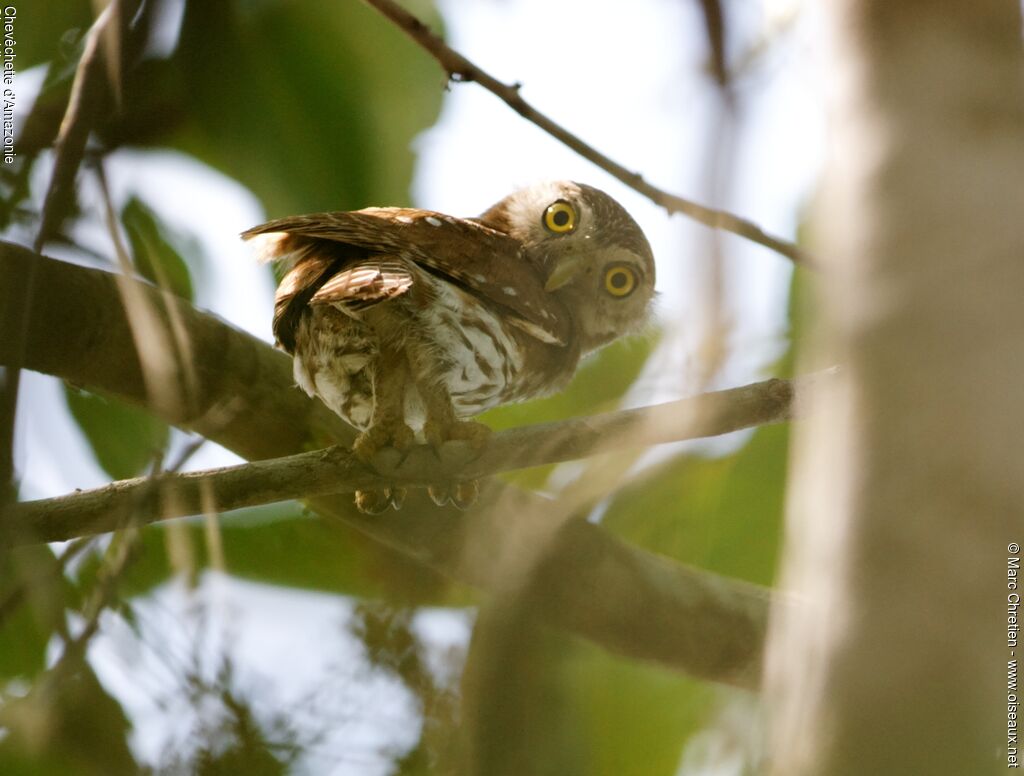 Amazonian Pygmy Owladult