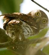 Amazonian Pygmy Owl