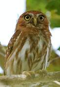 Amazonian Pygmy Owl