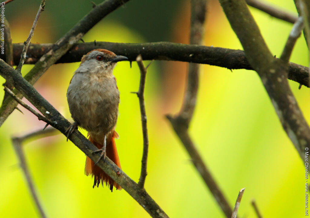 Rufous-tailed Palm Thrushadult, identification