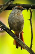 Rufous-tailed Palm Thrush