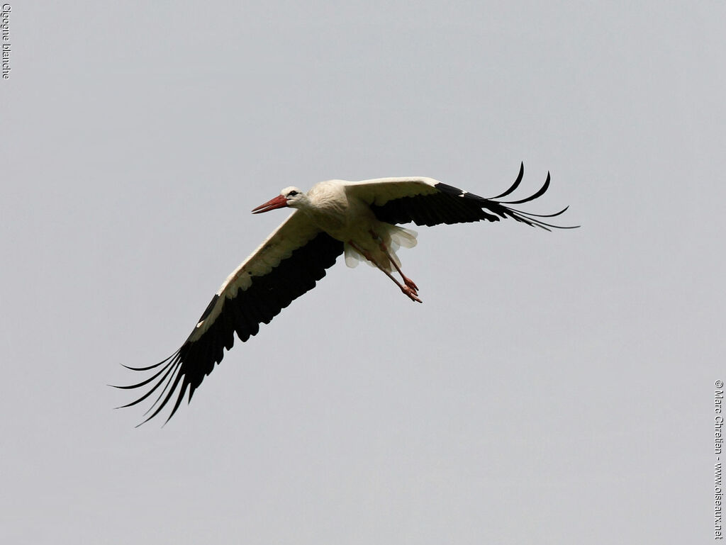 White Stork