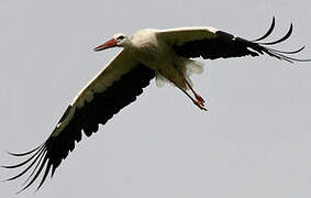 White Stork