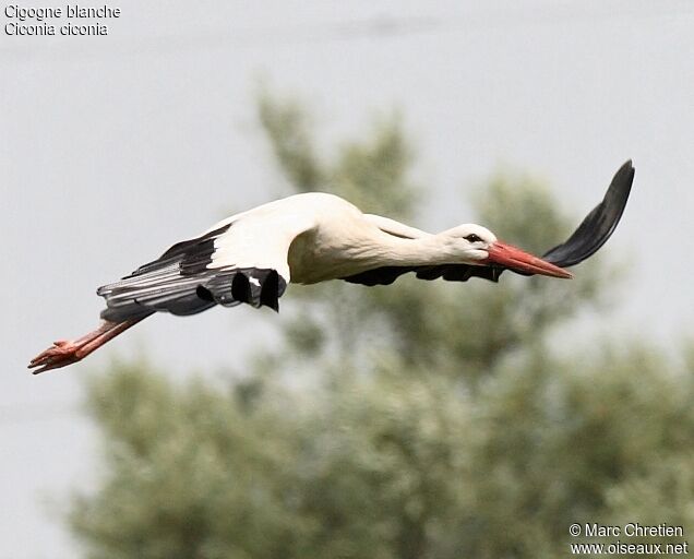 White Stork