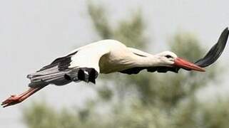 White Stork