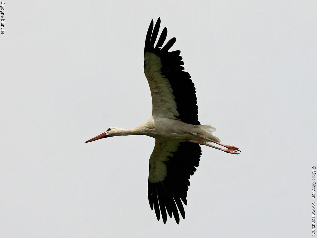 Cigogne blanche