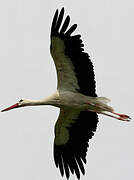 White Stork