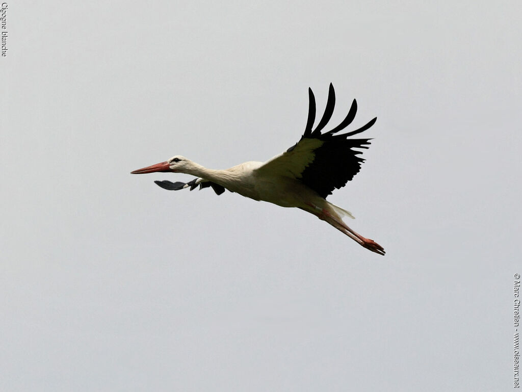 White Stork