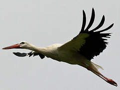 White Stork