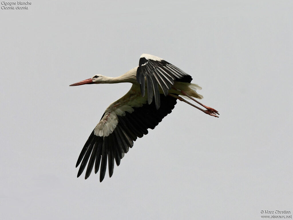 Cigogne blanche