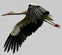 White Stork