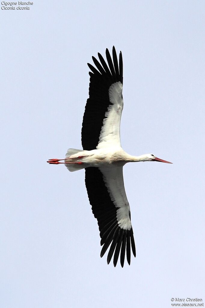 Cigogne blancheadulte