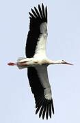 White Stork