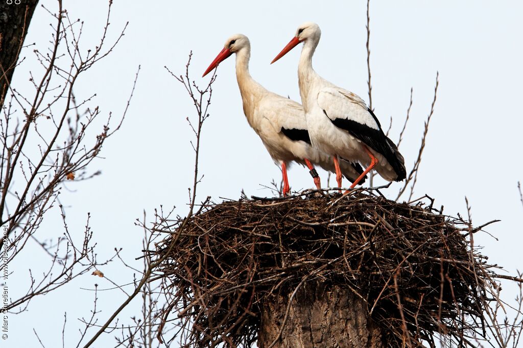 Cigogne blanche adulte