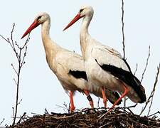 White Stork